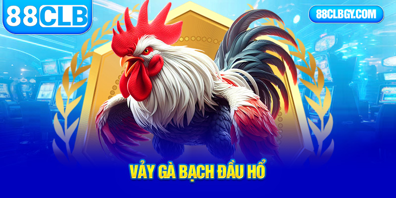 vảy gà bạch đầu hổ