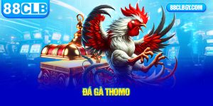 đá gà thomo