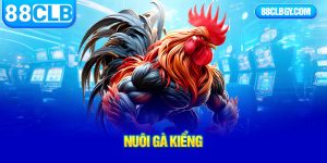 nuôi gà kiểng