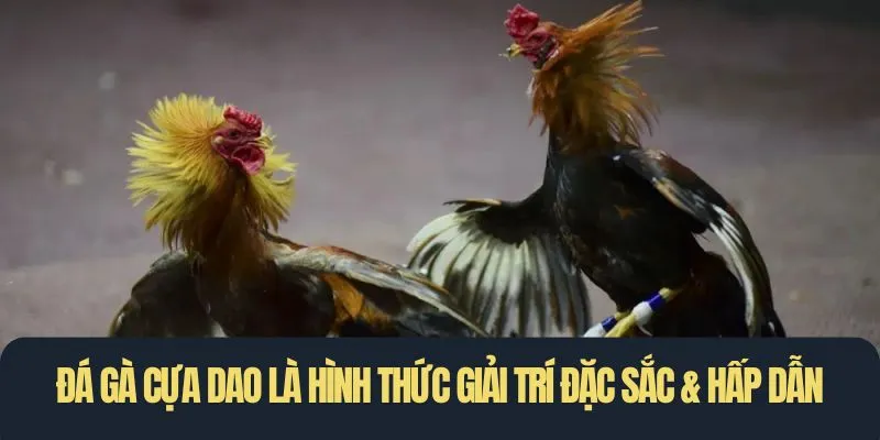 Đá gà cựa dao là hình thức giải trí đặc sắc & hấp dẫn