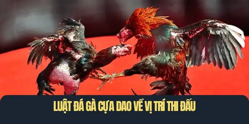 Luật đá gà cựa dao về vị trí thi đấu
