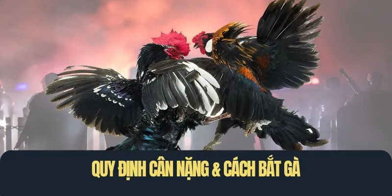 Quy định cân nặng & cách bắt gà