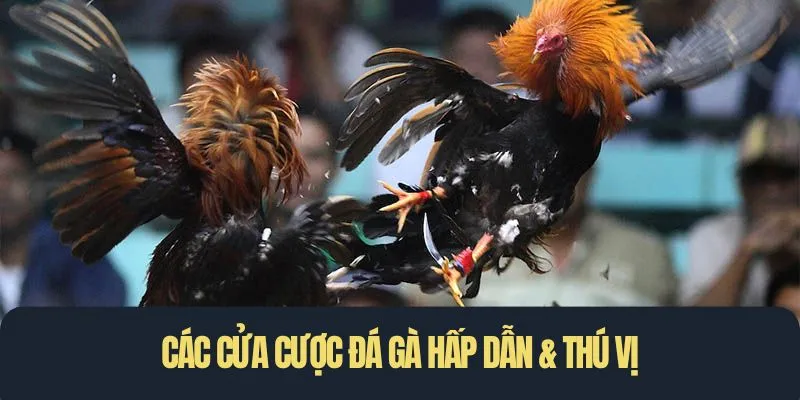 Các cửa cược đá gà hấp dẫn & thú vị
