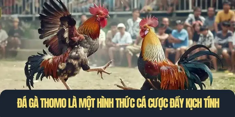 Đá gà Thomo là một hình thức giải trí cá cược đầy kịch tính và thú vị
