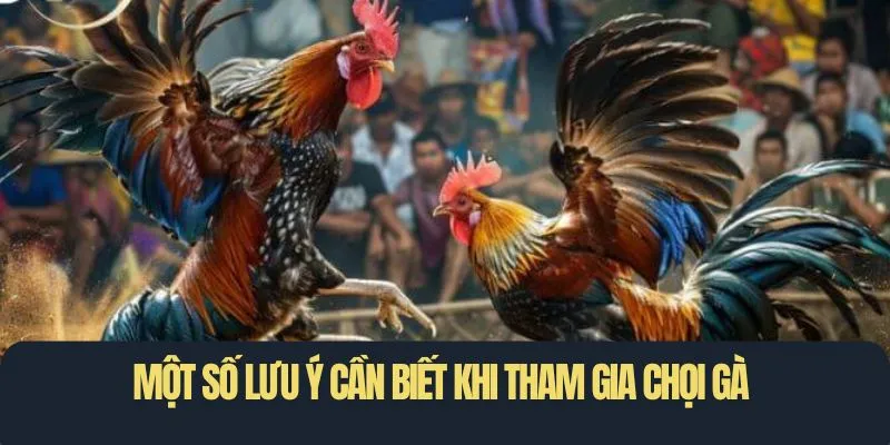 Một số lưu ý cần biết khi tham gia chọi gà