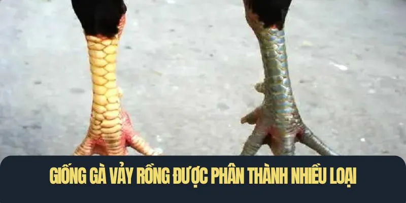 Giống gà vảy rồng được phân thành nhiều loại