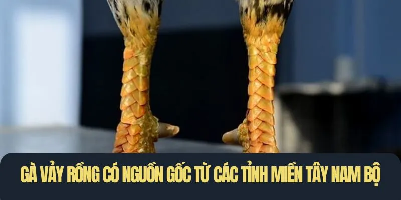 Gà vảy rồng có nguồn gốc từ các tỉnh miền Tây Nam Bộ