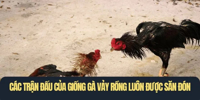 Các trận đấu của giống gà vảy rồng luôn được săn đón