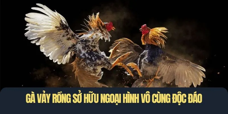 Gà vảy rồng sở hữu ngoại hình vô cùng độc đáo
