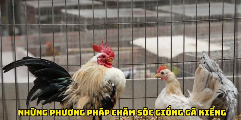 Những phương pháp chăm sóc giống gà kiểng