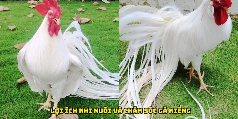 Lợi ích khi nuôi và chăm sóc gà kiểng