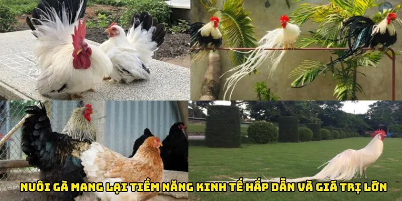 Nuôi gà mang lại tiềm năng kinh tế hấp dẫn và giá trị lớn