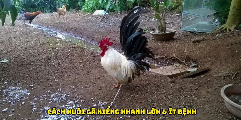 Cách nuôi gà kiểng nhanh lớn & ít bệnh