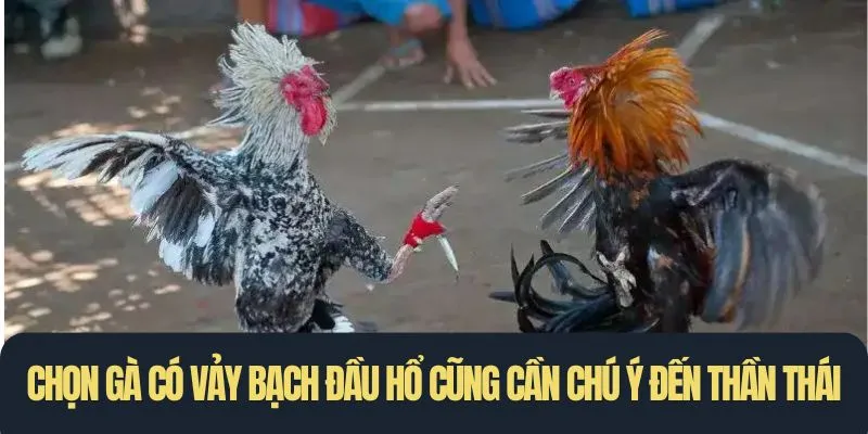 Chọn gà có vảy bạch đầu hổ cũng cần chú ý đến thần thái