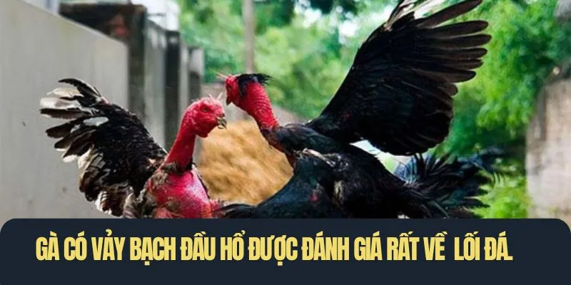 Gà có vảy bạch đầu hổ được đánh giá rất cao về tính cách và lối đá.
