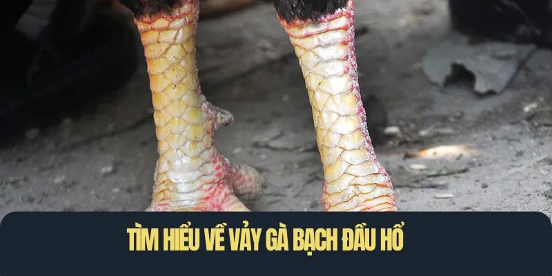 Tìm hiểu về vảy gà bạch đầu hổ