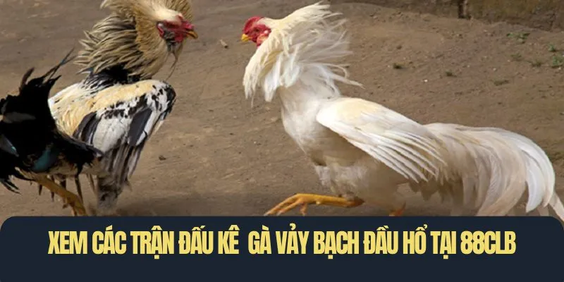 Xem các chiến kê mang vảy gà bạch đầu hổ tại 88CLB